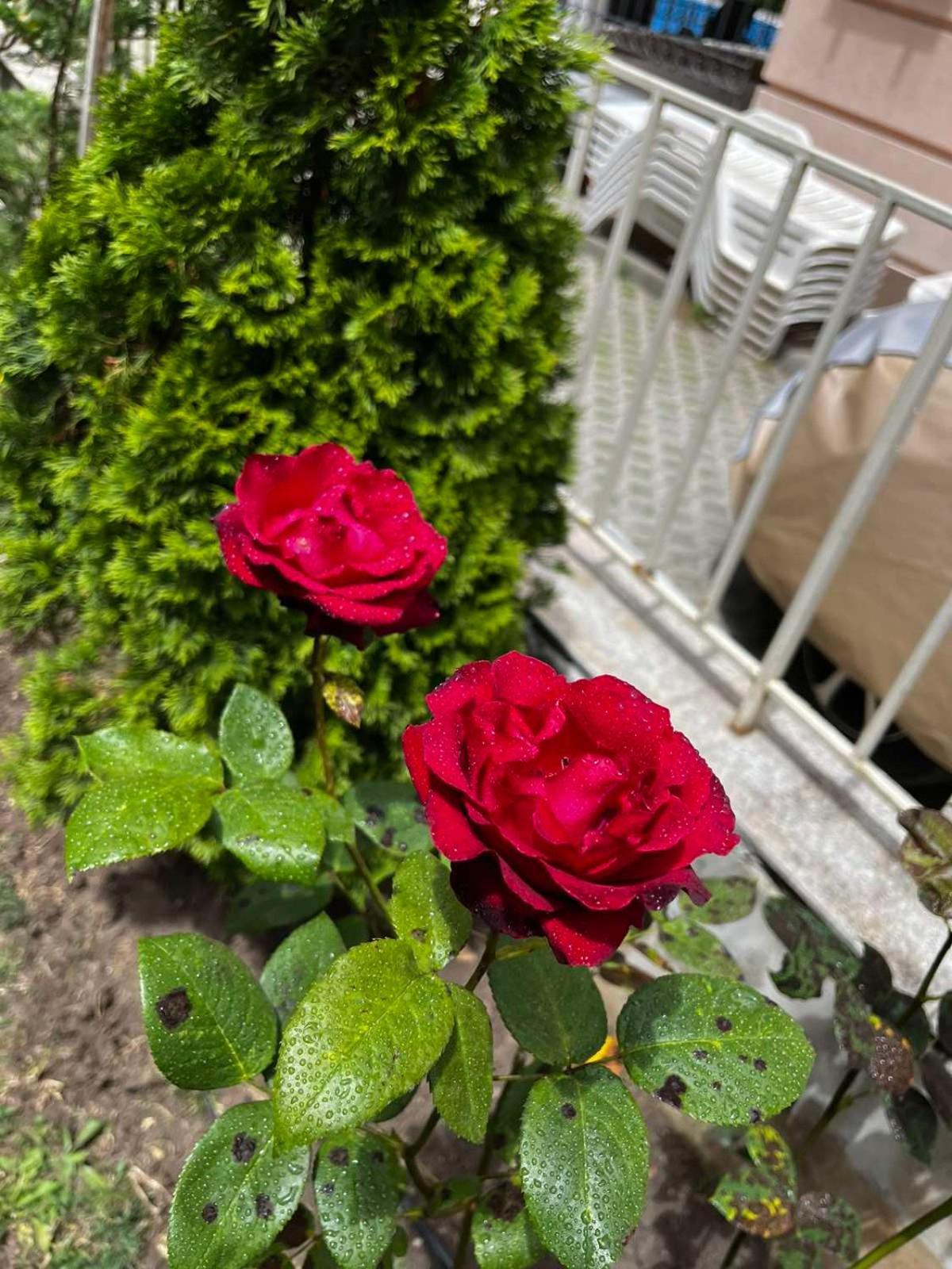Rose Garden Omax Apartments Slantchev Briag Extérieur photo